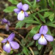 lookoutnow.com Violets