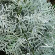 findmeplants.co.uk Viravira