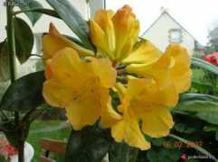 gardenbreizh.org Viraya