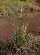 alabamaplants.com Virens