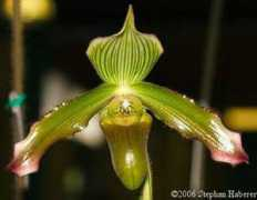 slipperorchids.info Virens