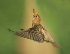 clickblog.it Virgilli