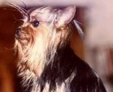 shihtzu.free.fr Virgul