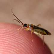 bugguide.net Virgula