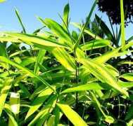 sanmarcosgrowers.com Viridi