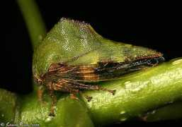 bugguide.net Viridia