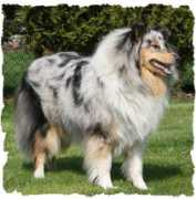 virleencollies.de Virleen