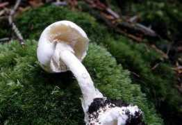 mycostra.free.fr Virosa