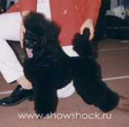 showshock.ru Vishenka