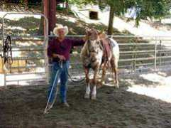 reisranch.com Vishon