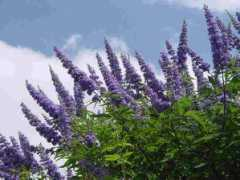 Vitex