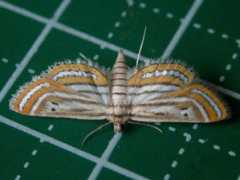 Vittalis
