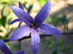 projectnoah.org Viuvinha