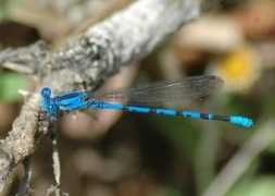 bugguide.net Vivida