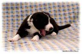 Vixie