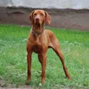 terrificpets.com Vizsla
