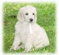 dogsindia.com Vjohn