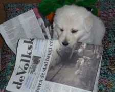 home.wxs.nl Vkrant