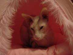 catster.com Vladymir