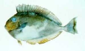Vlami
