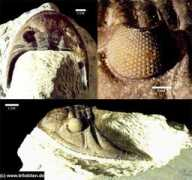 Vogdes
