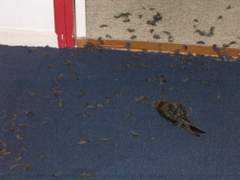 Vogeltje