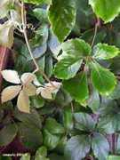 nature.jardin.free.fr Voinier