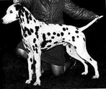 fairplaydalmatians.com Volanta