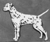 fairplaydalmatians.com Volanta