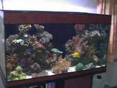 recif-france.com Volcher