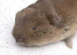 Voles