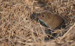 Voles