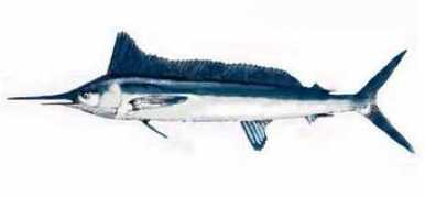 ottoewieghardt.de Volona