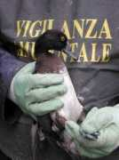 polizia.provincia.genova.it Volontario