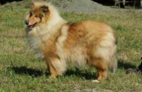 colleys-du-chemin-des-randonnees.com Volorio