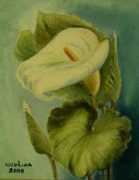 project-baraka.com Voloshyna