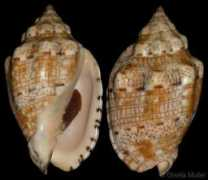 gastropods.com Voluta