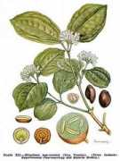 Vomica