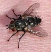 galerie-insecte.org Voria