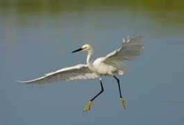 birdsasart.com Voyla