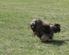 lhasaapso.at Vranz