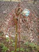 zahrada-cs.com Vrbicka