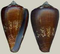 gastropods.com Vulcanus