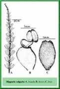 efloras.org Vulgaris