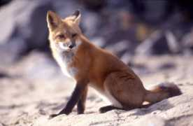 Vulpes