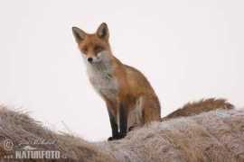 Vulpes