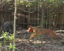 ridgeback-dog.ru Vumika