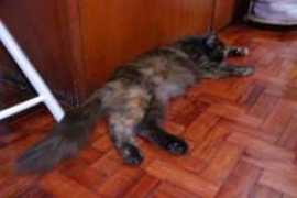 catster.com Vyolette