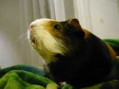 kleintierhilfe-muenchen.de Waasi