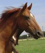 hippologi.com Wallery